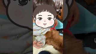 子供嫌いの犬と一番上手く付き合っている子【2歳3ヶ月】