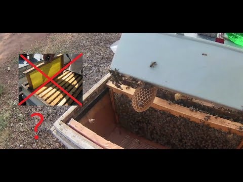 Video: Arılar Neden Petek Yapar
