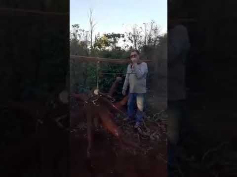 Produtor colhe mandioca gigante com mais de 60 kg no Paraná | Canal Rural
