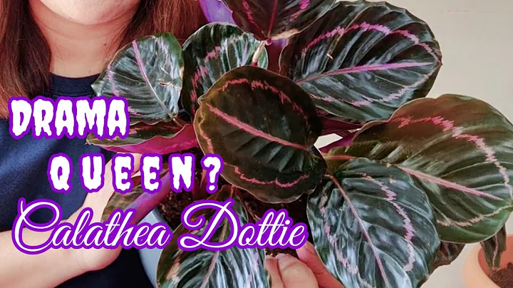 Calathea Dottie | Complete Care Tips