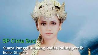 SP Cinta Suci || free swiftlet call sound