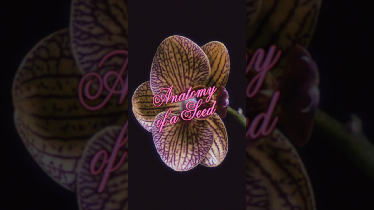 Valentino Antibiblioteca. October 4, 3:30PM CEST, Paris. Watch it here or on Valentino.com