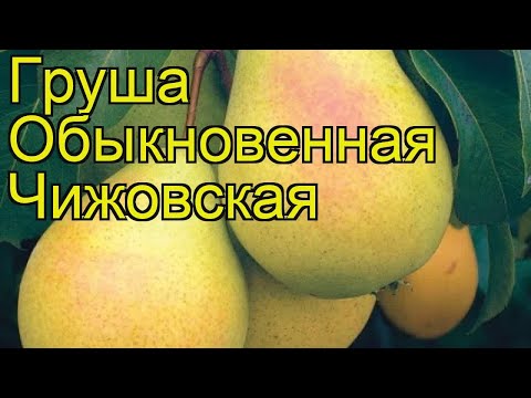 Груша обыкновенная Чижовская. Краткий обзор, описание характеристик, где купить саженцы
