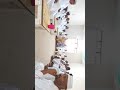 من عزاء الخليفة الطيب الجد ودبدر قصيد أبناء حاج الطيب