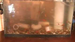 Living with the Earth - Faery Gardens 004 - Aquaponics test bed