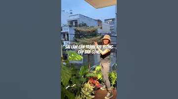 Sai lầm cần tránh a khi trồng cây ban công #bydunggarden #decor_Cây_xanh #plants