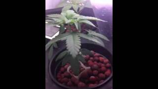 cfl grow