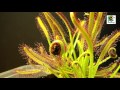 Planta Carnívora - Drosera capensis cazando