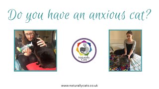 Do you have an anxious cat? by Naturally Cats - Help for anxious cats & humans 99 views 3 months ago 2 minutes, 26 seconds