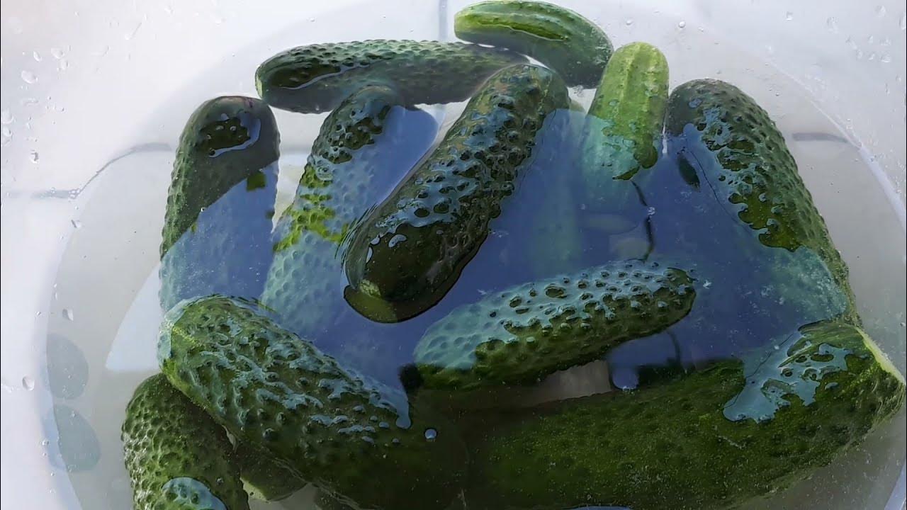 ХРУСТЯЩИЕ ОГУРЦЫ БЕЗ ЗАМОРОЧЕК! - YouTube