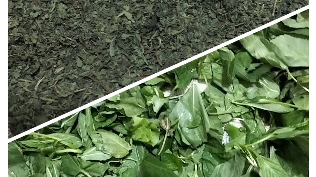 طريقة عمل الملوخية الناشفة في البيت احسن من الجاهزة ابسط طريقة 🌿🌿🌿🌿