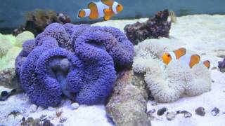 ハタゴイソギンチャク パープル ジャカルタ産飼育販売マリンキープ Youtube