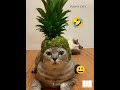 Funny cats funny moments |kitten| cat sound 🤣🐱