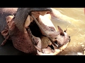 Man Killer Hippo _ The Hunt For Revenge!!