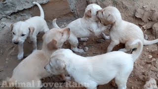 Puppies Playing In Their Fun|Puppies Playing With Themselves|Dog Pillows Videos For Kids