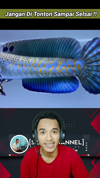 3 Channa Blue Pulchra Terbaik - Yang Terakhir Bikin Kaget #channa #fish