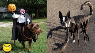 Creative Halloween Costumes For Dogs