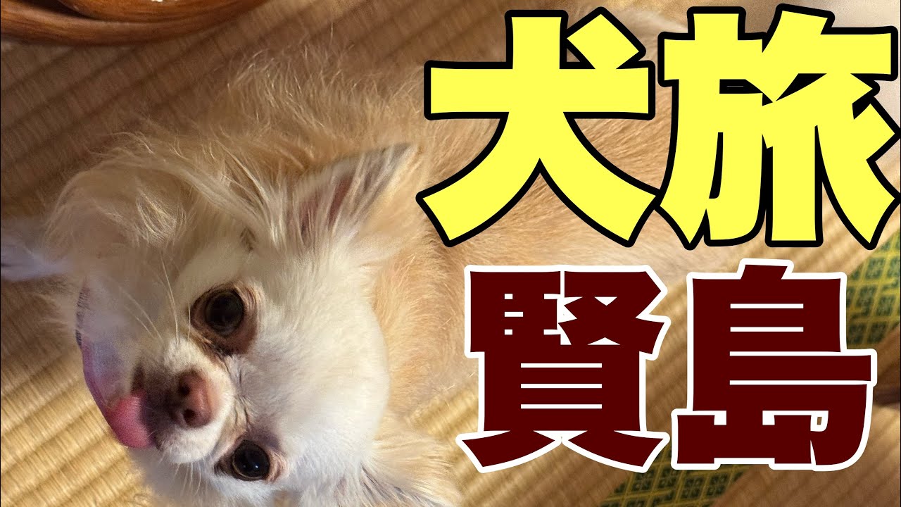 My adorably ugly Chihuahua, Rin. Dog trip, family time in