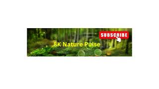 8K Nature Pulse Live Stream