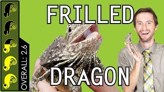 Frilled Dragon, The Best Pet Lizard?