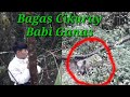 Dihadang bagas cikuray (Babi hutan), auto manjat,