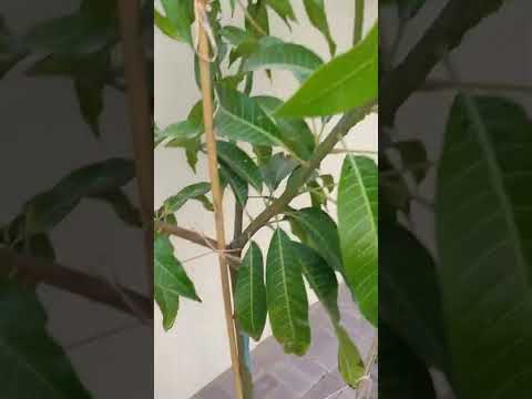 تقليم شجرة المانجو الأول والثاني