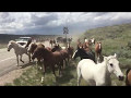 Horses in the Rocky Mountains, Colorado
