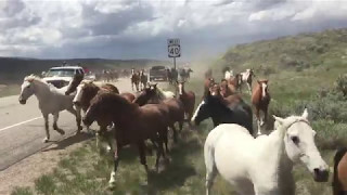 Horses in the Rocky Mountains, Colorado