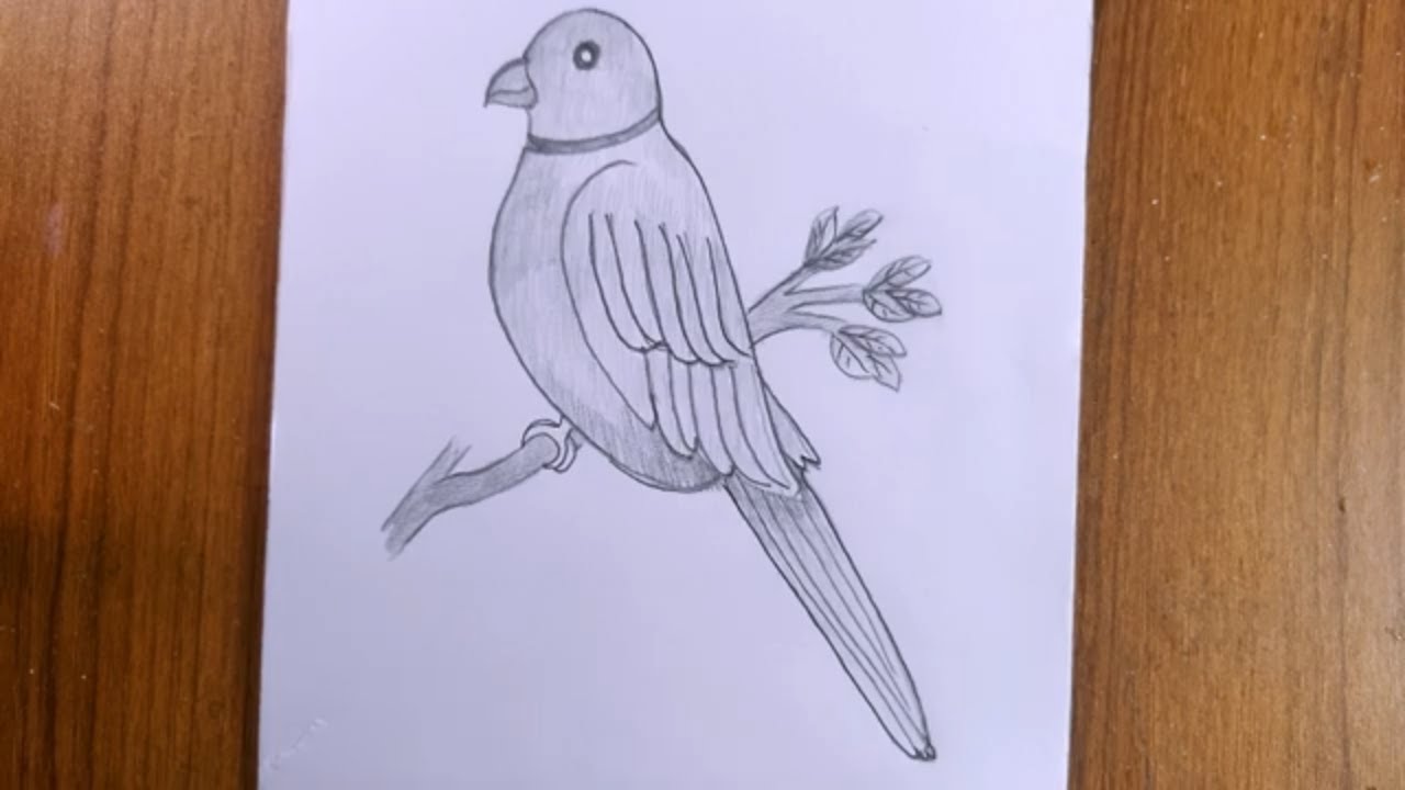 How to draw a parrot/step by step easy parrot drawing/ Bird drawing - video  Dailymotion