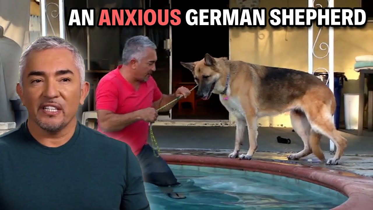 Tips To Calm Down Your Dog In The Car | Cesar 911 Season 4, Ep. 1 - Part 1