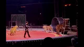 Siberian Tiger Compared with African Lion.
