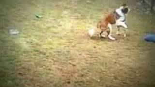 St Bernard Ossian & Husky Mix Koda meet for the first time.