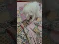 Playtime Of My Persian Cat.#Persiancat#persian
