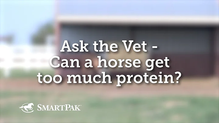 Atlar Protein İhtiyacı: Fazla Protein Zararlı mı?