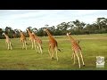 Werribee open range zoo highlights