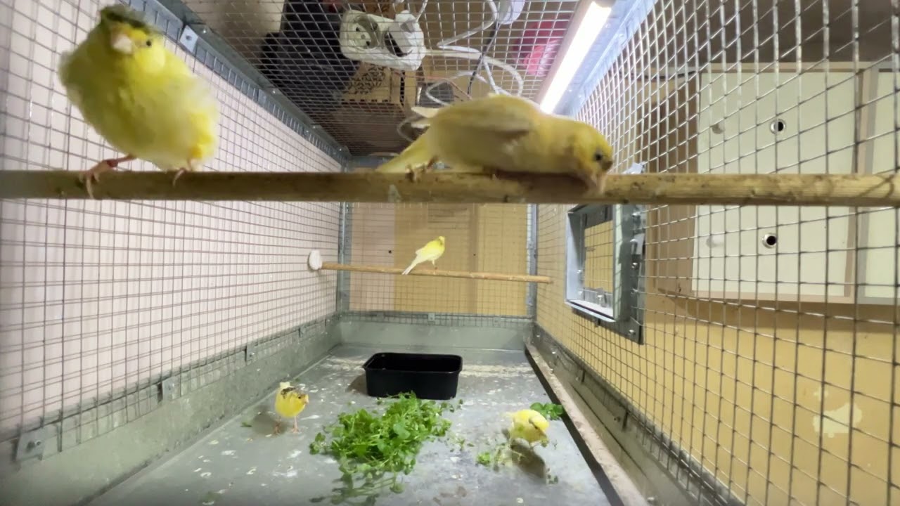 Канарейка овсяночного напева👈🐤🌱💦🛁🛁