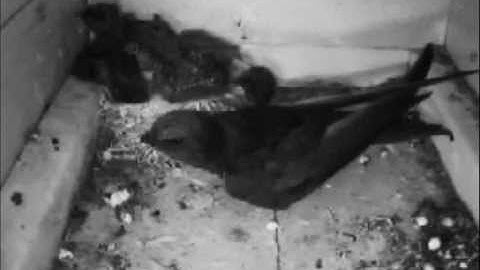 GIERZWALUW SWIFT APUS ESSEN BELGIUM kolonie restaurant "1804" - cleaning nest hygiëne