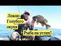 Ловлю Голубого окуня. Рыба на углях! / Blue Rockfish