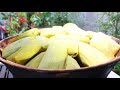 BOLLITOS DE ELOTE|TAMALES VERACRUZANOS DELICIOSOS!!! AL SABOR DEL RANCHO