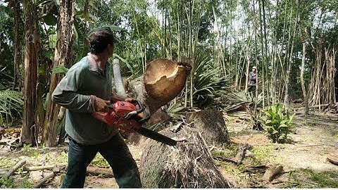 thợ cưa miền núi hạ cây thốt nốt nhiều năm tuổi tập 11#thocua