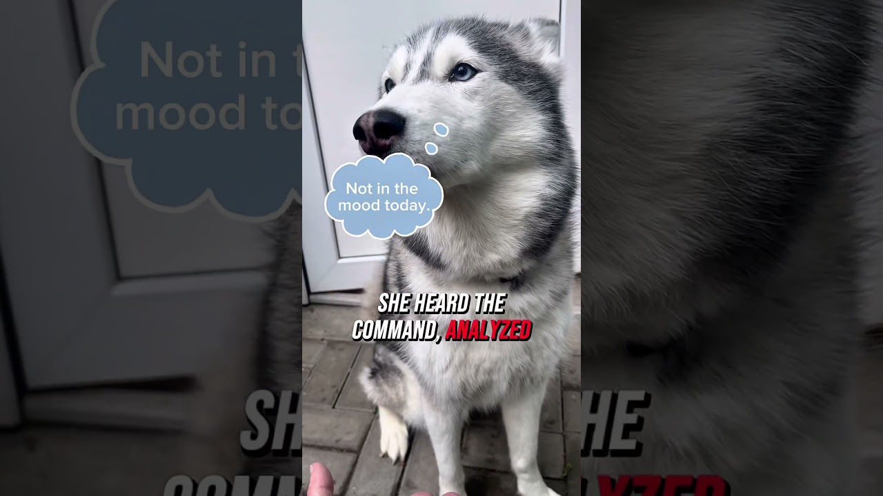 She Refused the Paw. Again. 👑 | Ayla the Husky Has Standards 