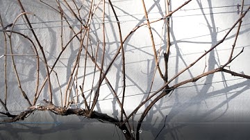 Viticulture -  Basic Grapevine Pruning 1-Oh-1 for Backyard Vineyard Growers (Easy)