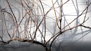 Viticulture -  Basic Grapevine Pruning 1-Oh-1 for Backyard Vineyard Growers (Easy)