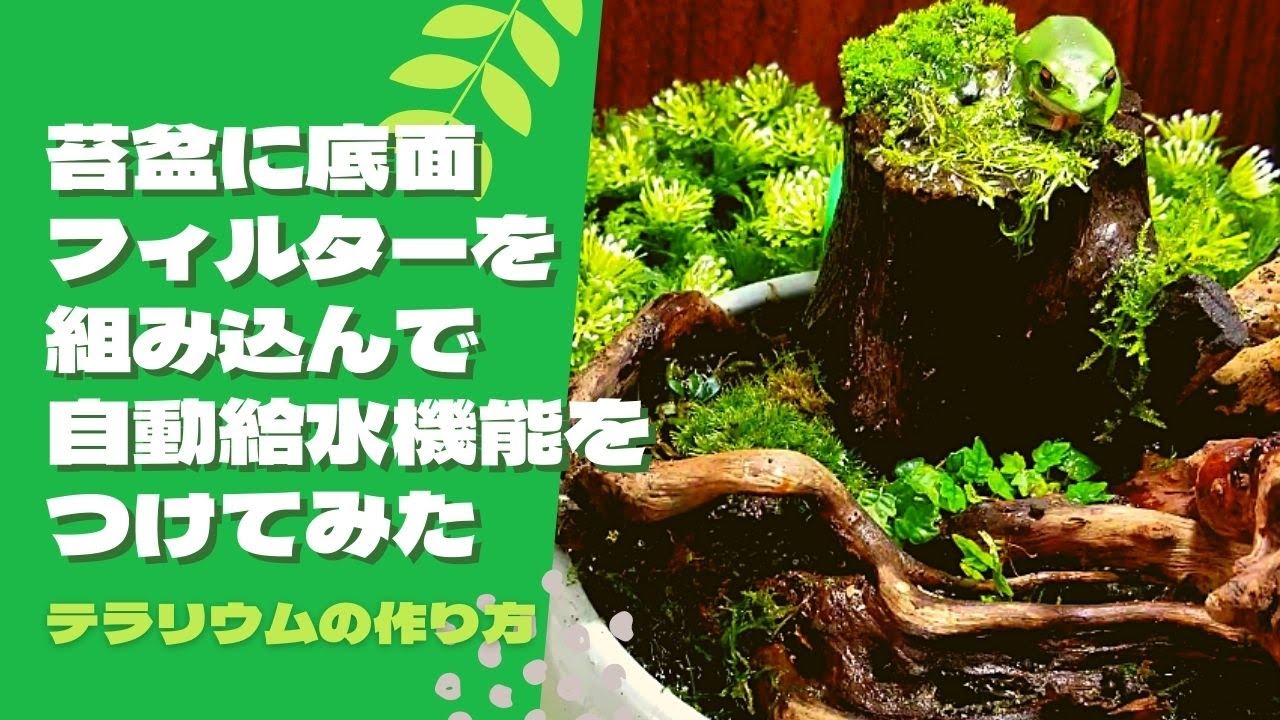 コケリウムdiy 苔盆に底面フィルターを組み込んで自動給水機能をつけてみた ペットスペースぎょえん