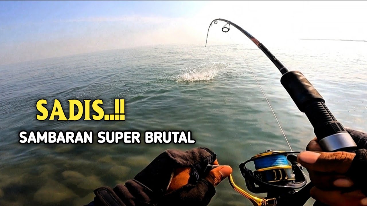 menegangkan.!!! Di serang segerombolan ikan kuro auto panen