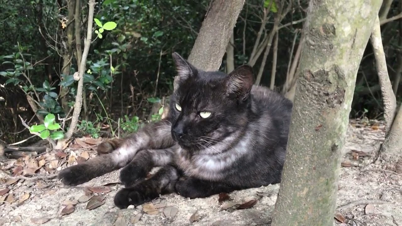 Forest with a fur Patch