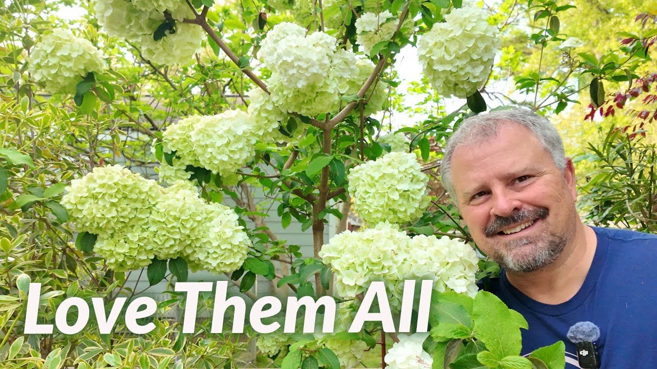 25 Different Viburnums! My Favorite Spring Flowers!