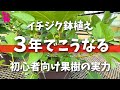 【イチジク】３年生から本格的に実の収穫を目指していきましょう！