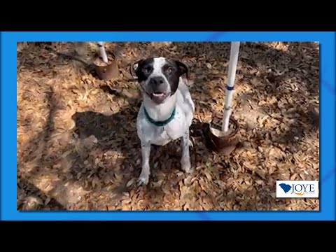Video: Pet Scoop: Pudgy Pets di Amerika Serikat Bersaing untuk Melawan Flab, Maskot 