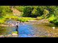 Dry fly fishing the howqua river